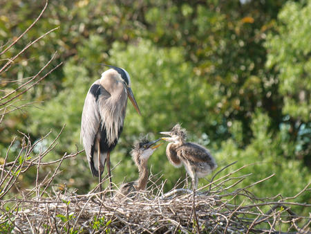Heron with chicks #2
