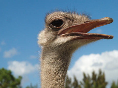 Ostrich #2