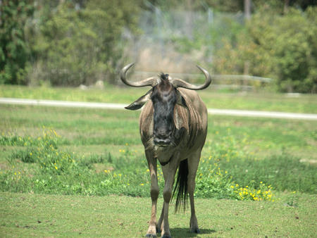 Wildebeast