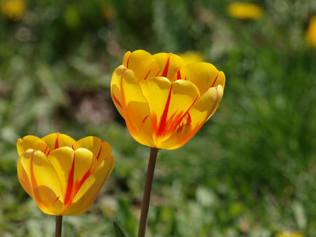 Red and yellow tulips