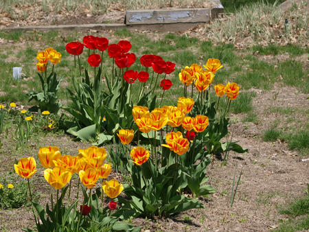 Red and yellow tulips #2