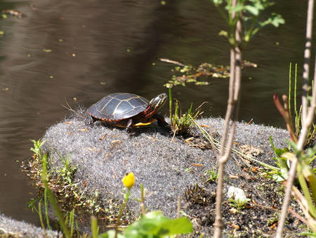 Turtle at Garden in the Woods