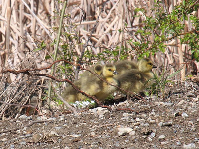 Goslings #2