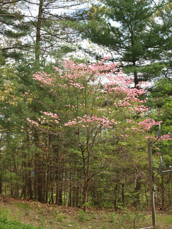 Liz's dogwood tree