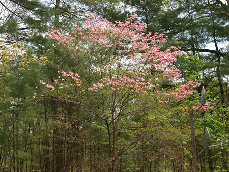 Liz's dogwood tree #2