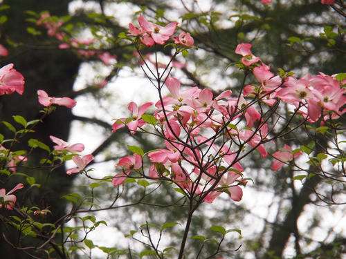 Liz's dogwood tree #3