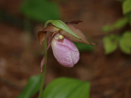 Pink ladyslipper
