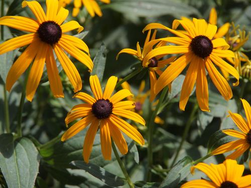 Black-eyed susans