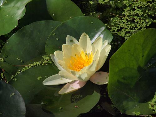 Water lily