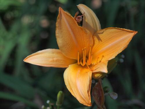 Orange lily