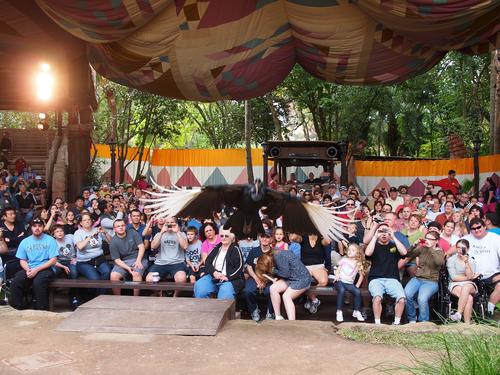 Turkey Vulture Buzzard flyover #2