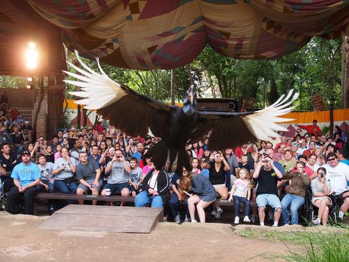 Turkey Vulture Buzzard flyover #3