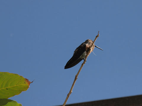 Hummingbird #2