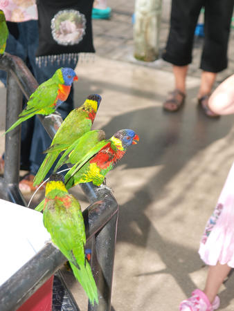 Lorikeets