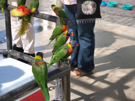 Lorikeets #2