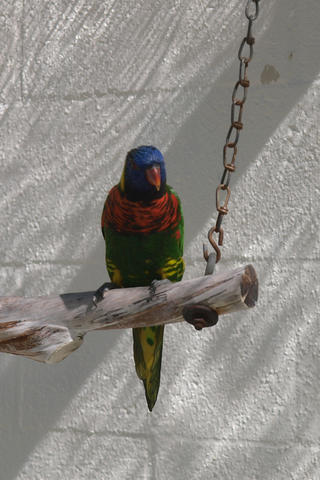 Lorikeet
