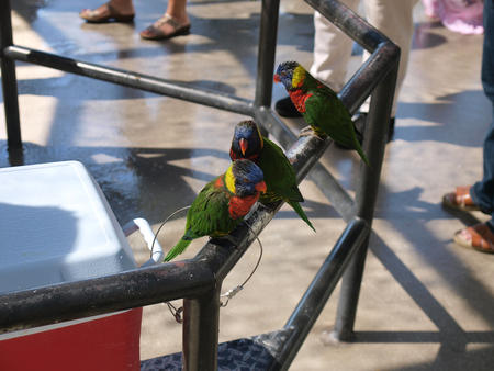 Lorikeets #3