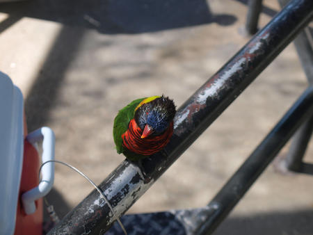 Lorikeet #2