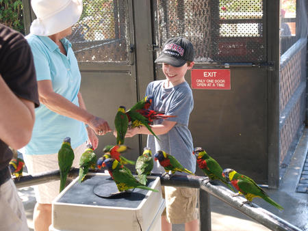 Lorikeets #4
