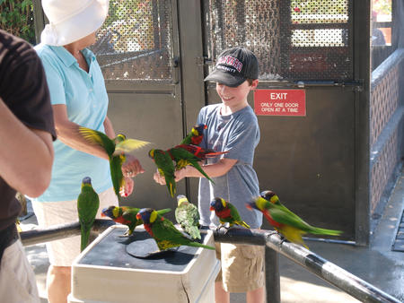 Lorikeets #5