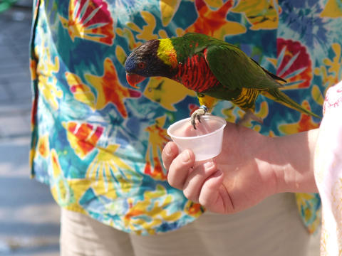 Lorikeet #4