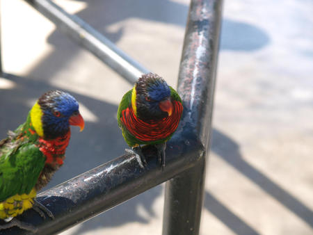 Lorikeets #6