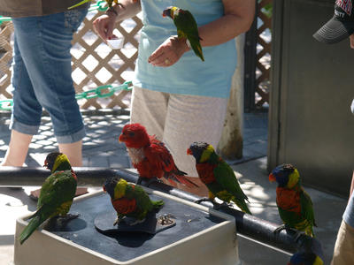 Lorikeets #7