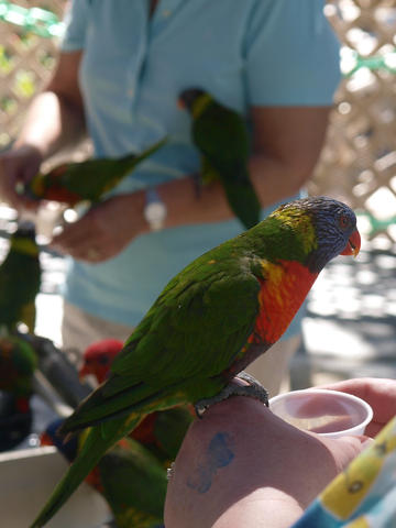Lorikeet #5
