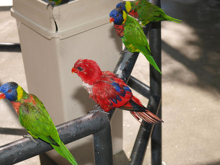 Lorikeets #8