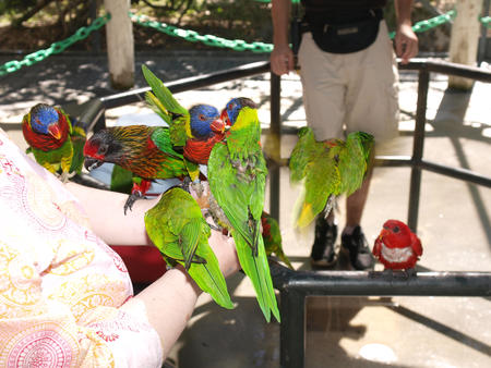 Lorikeets #9