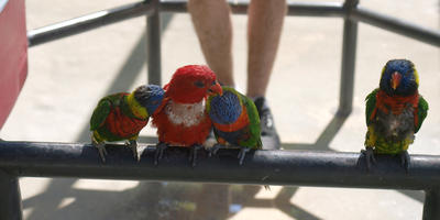 Lorikeets #10