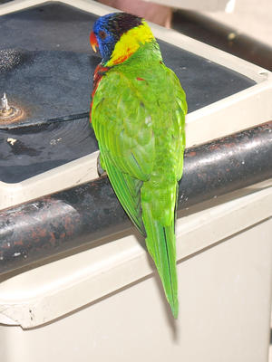 Lorikeet #7