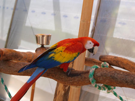 Macaw