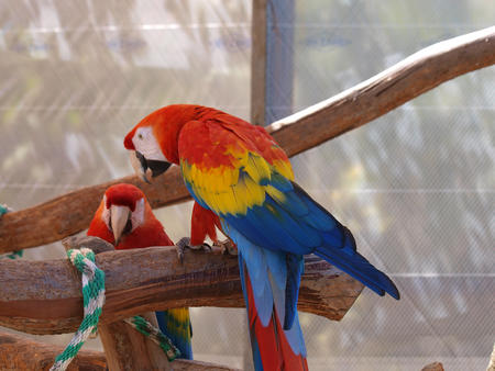 Macaw #2