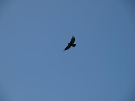 Hawk in the air