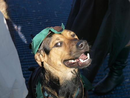 Robin Hood dog #2