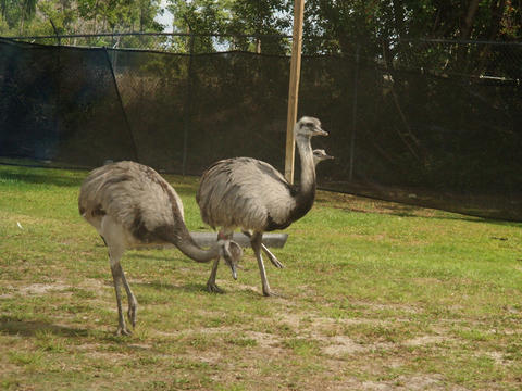 Ostriches