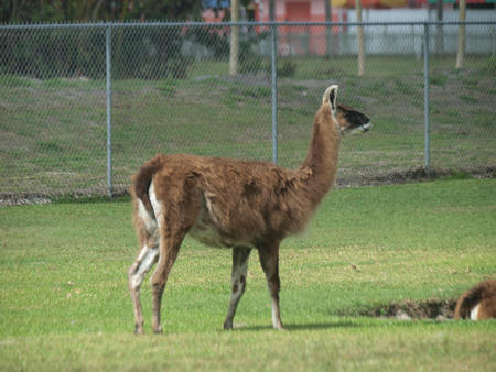 Llama