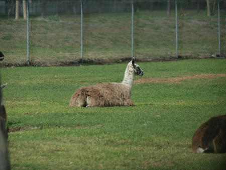 Llama #2