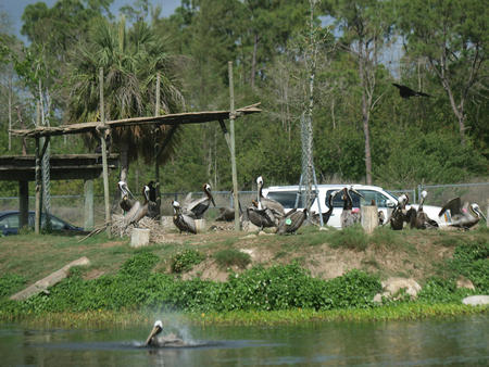 Florida Brown Pelicans