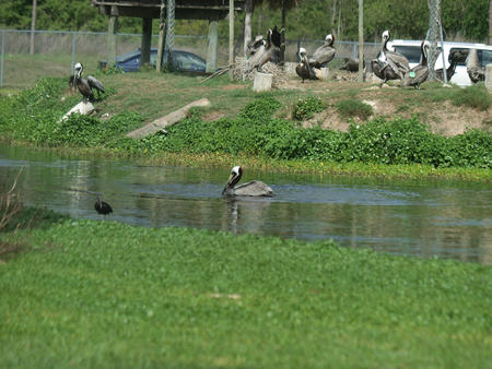 Florida Brown Pelicans #2