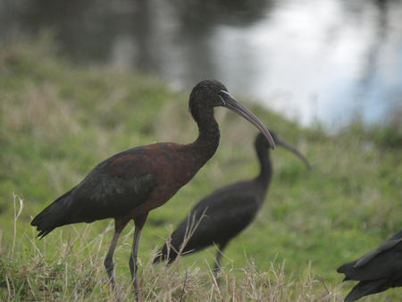 Black and brown bird