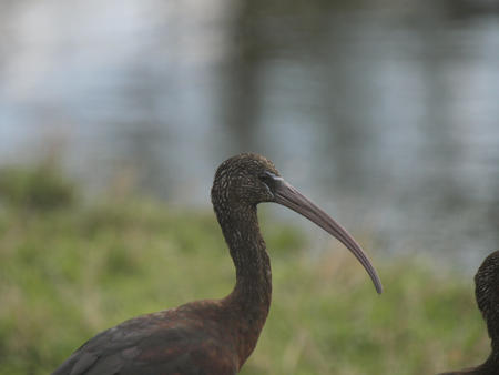 Black and brown bird #2