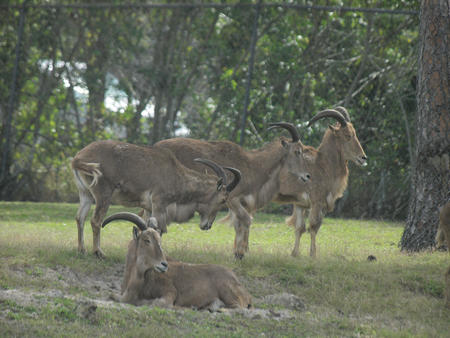 Aoudad