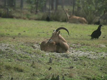 Aoudad #2