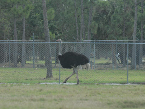 Ostrich #5