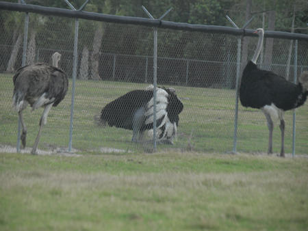 I wish the fence wasn't there
