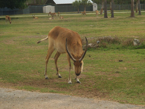 Waterbuck