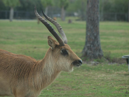 Waterbuck #3