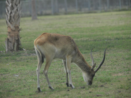 Waterbuck #4